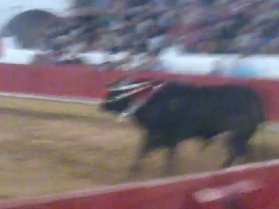 HELDER PARKER AMADORES DE TOMAR PEGA TOIRO DE FRANCISCO ROMÃO TENÓRIO EM TOMAR