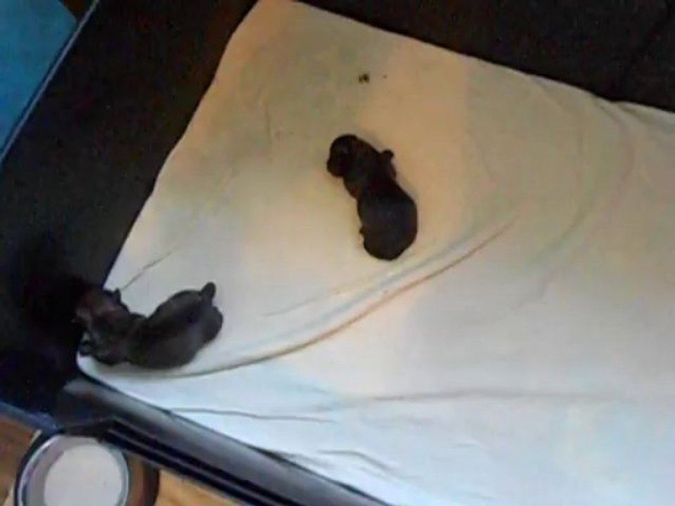 quand maman dechen quitte le nid , on en profite pour filmer