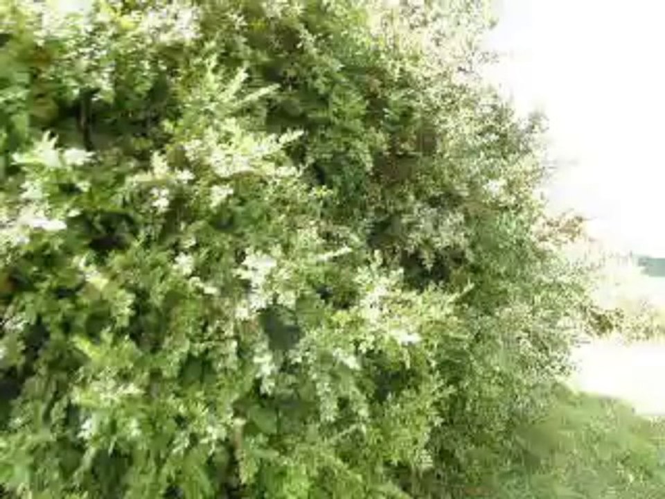 filou et sa premiere perdrix d'aiseléé