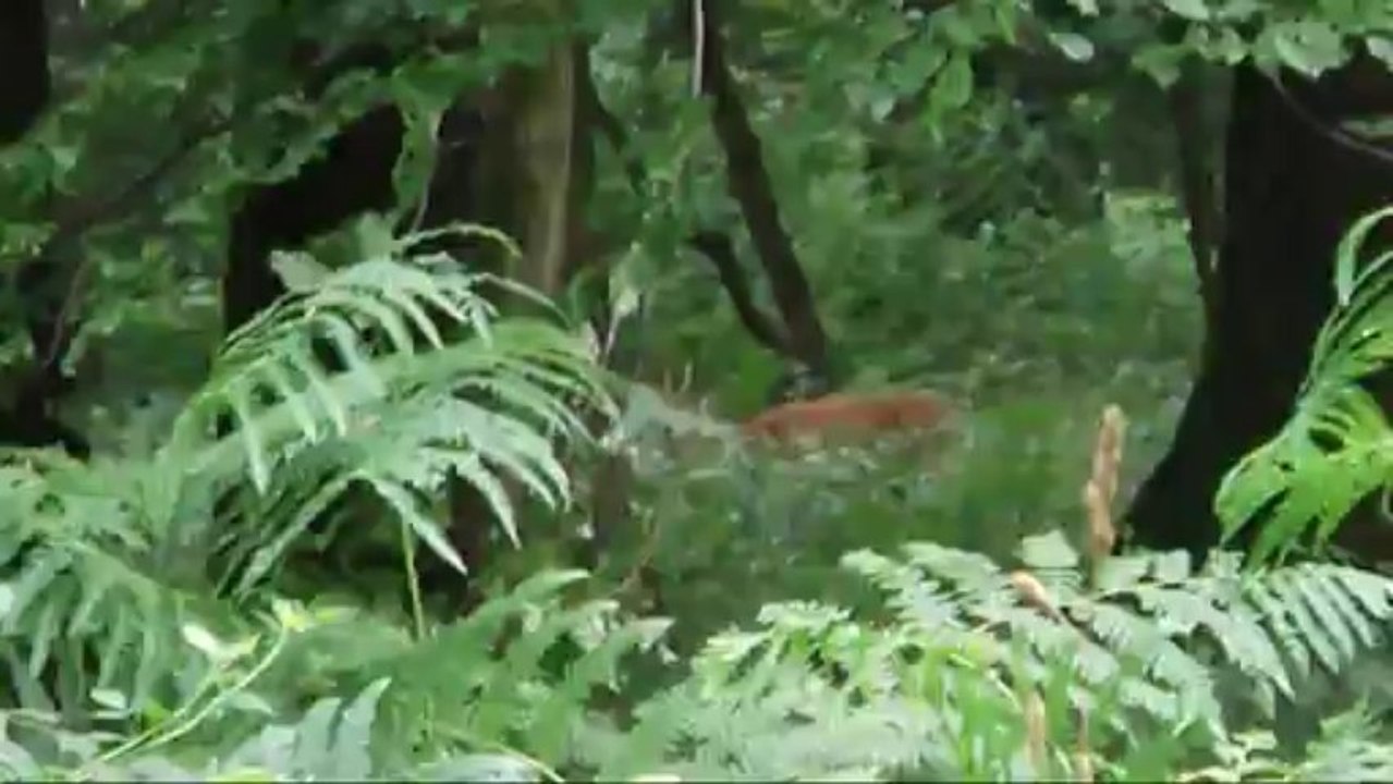 Ballade en foret de Mormal