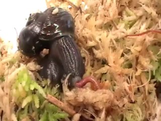 Un escargot mange un ver de terre