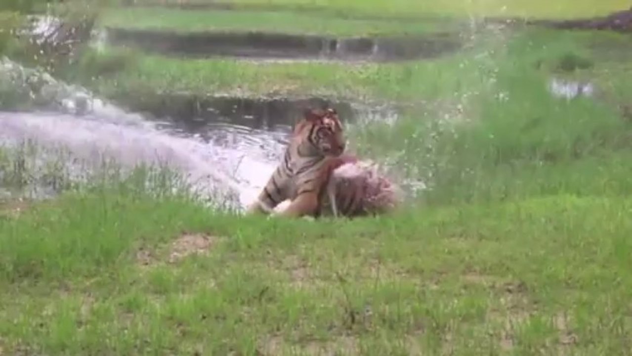 Flavio le tigre joue avec une fontaine d'eau!!! Trop marrant le gros chat...