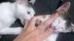 Deux chatons tètent des doigts pour se calmer... TROP MIGNON!!
