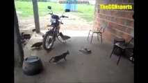 Cat VS Snake... Fear of his life!!