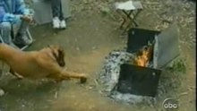 Funny Home Videos - Animals