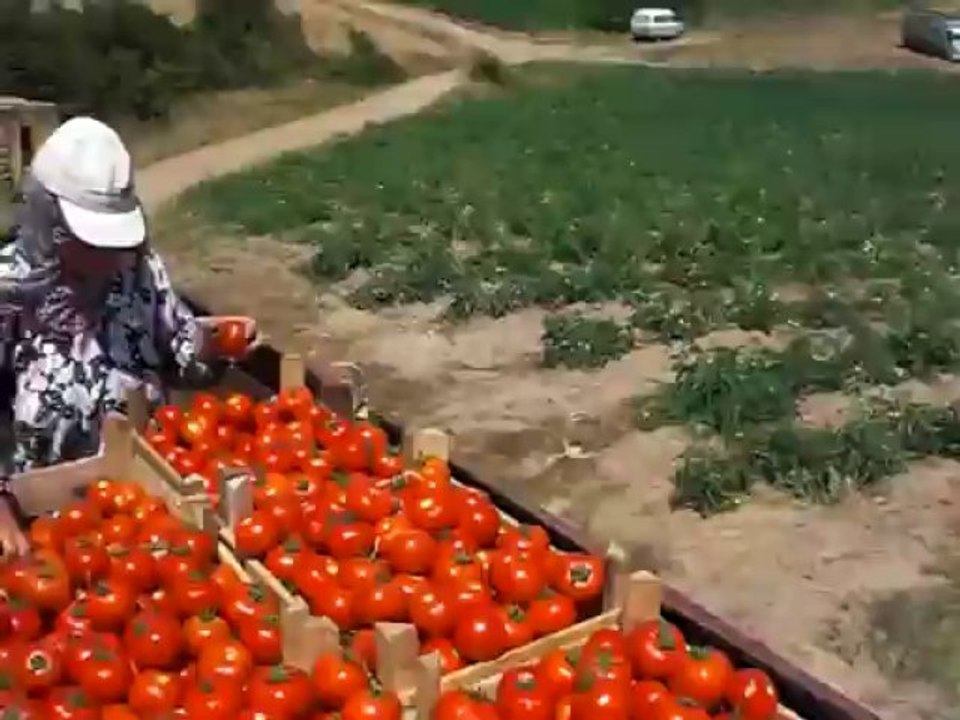 Domates Bozlar Köyü Biga- Çanakkale