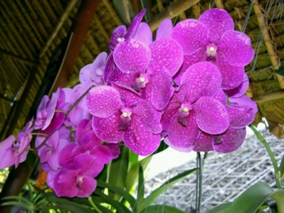 James Last - Thailand