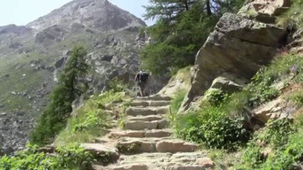 Un été dans le parc du Grand Paradis