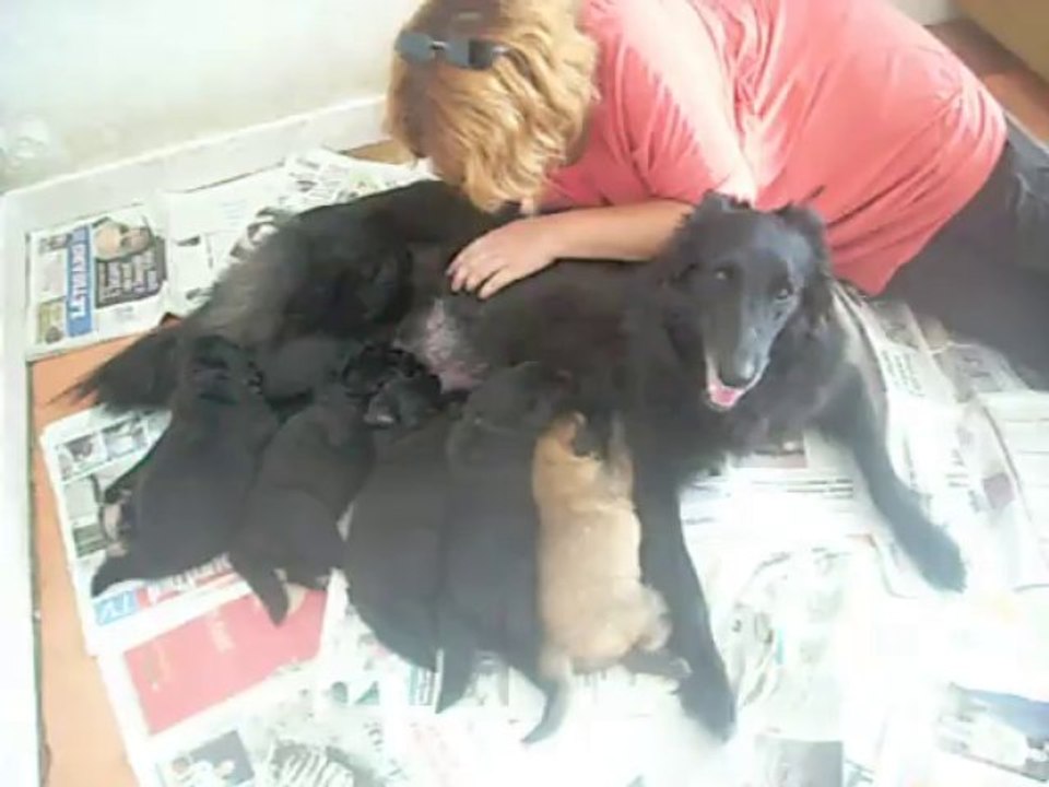 18 août 2013 : chiots Etna, 18 jours