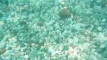 Underwater footage 11 - Free HD stock footage