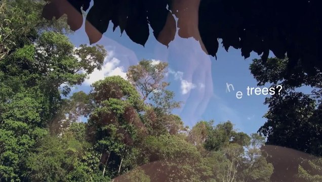 Can't see the massage through the trees? - Royalty Free Massage Therapy Video #50