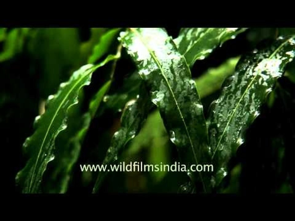 Rainwater falling on  leaves