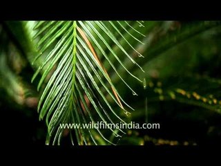 Great elemental sound in nature: The sound of rain