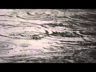 Drops from Heaven: Slow Motion HD Capture