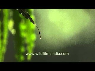 A rainy monsoon afternoon in slow motion