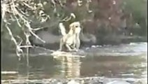 Dog Catches Huge Fish