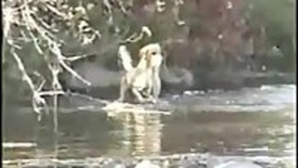 Dog Catches Huge Fish