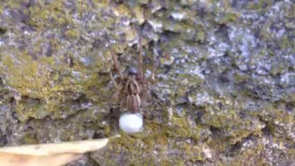 L'araignée et ses œufs