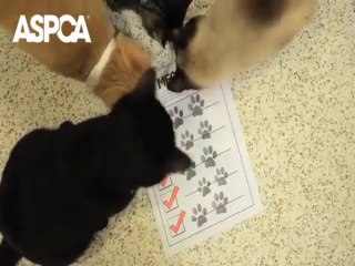 Cats Take a Stand Against Puppy Mills—Join Them!