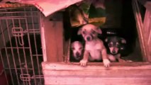 ASPCA Launches National Fleet of Puppy Interrogators