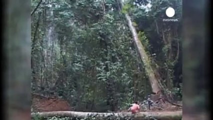 CO2: foreste europee prossime alla saturazione