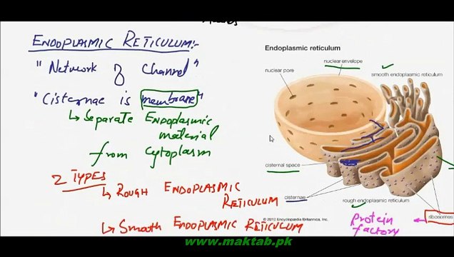 FSc Biology Book1, CH 4, LEC 7, Endoplasmic Reticulum