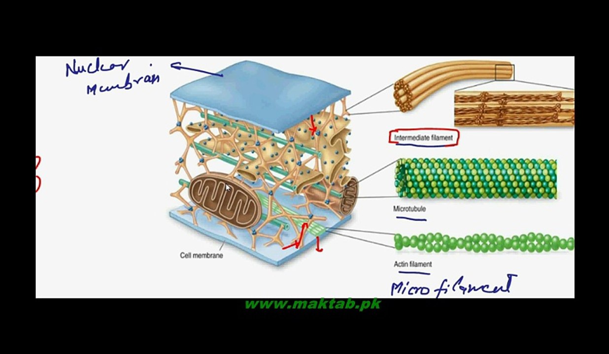 FSc Biology Book1, CH 4, LEC 12, cytoskeleton and Centriol