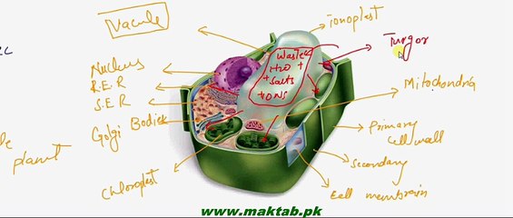 FSc Biology Book1, CH 4, LEC 14, Vacules and Plastids