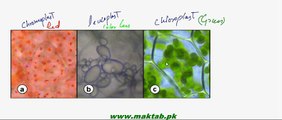 FSc Biology Book1, CH 4, LEC 15, Plastids - chloroplast 1