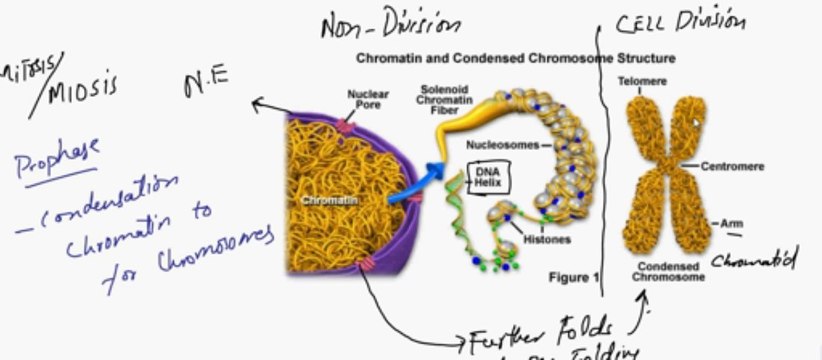FSc Biology Book1, CH 4, LEC 17, Nucleus - Chromatin and Chromosomes