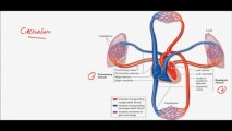 FSc Biology Book1, CH 14, LEC 1, Human Circulatory System and Heart Structure