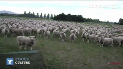 Les "moutons qui manifestent" font rire le Net