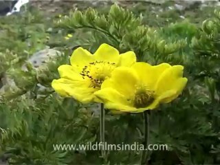 flora wildflowers-3-1