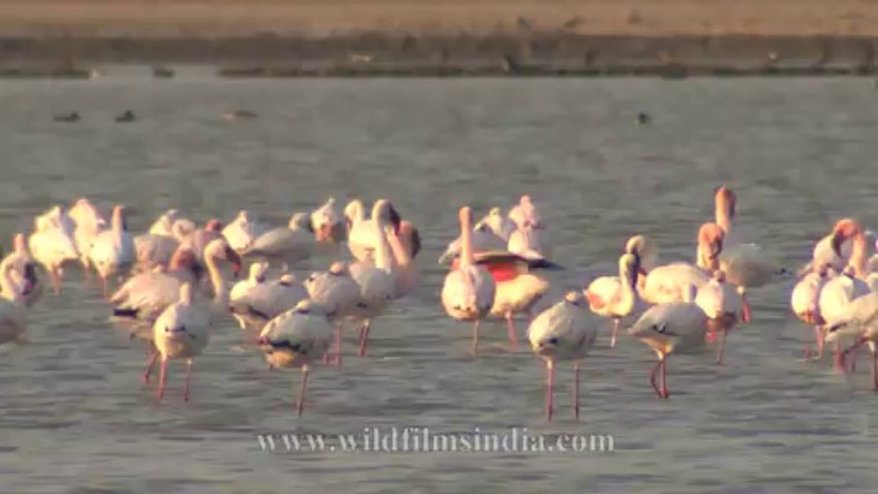 Flamingoes-1