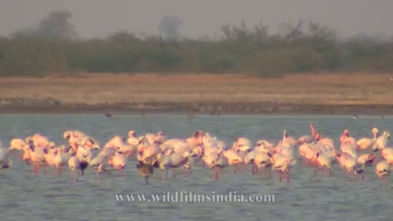 Flamingoes-4