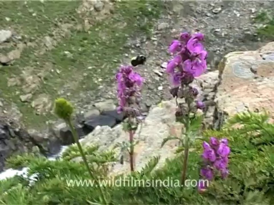 flora wildflowers-2-1