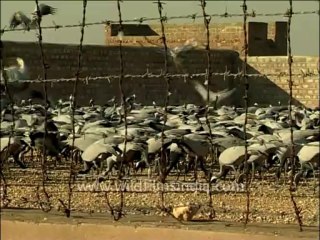 Gujarat-Gir-DVC-Bird video