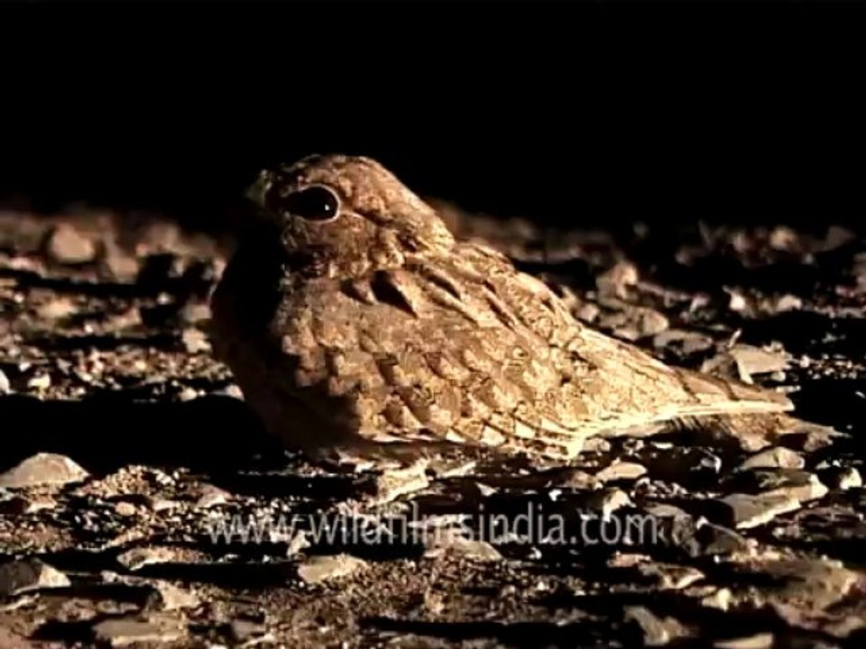 Gujarat-MDV-107