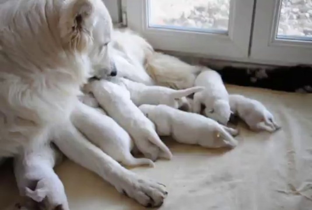 Chiots Berger Blanc Suisse