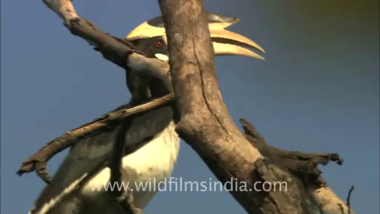 Hornbill-bandhavgarh-hdc