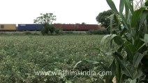 Indian countryside train-2