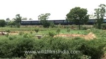Indian countryside train-3