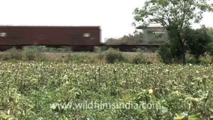 Indian countryside train-4