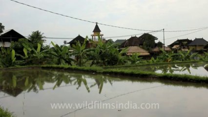 Indonesia-Bali-Kintamani:Ubud-3