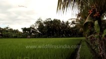 Indonesia-bali-rice fields 2