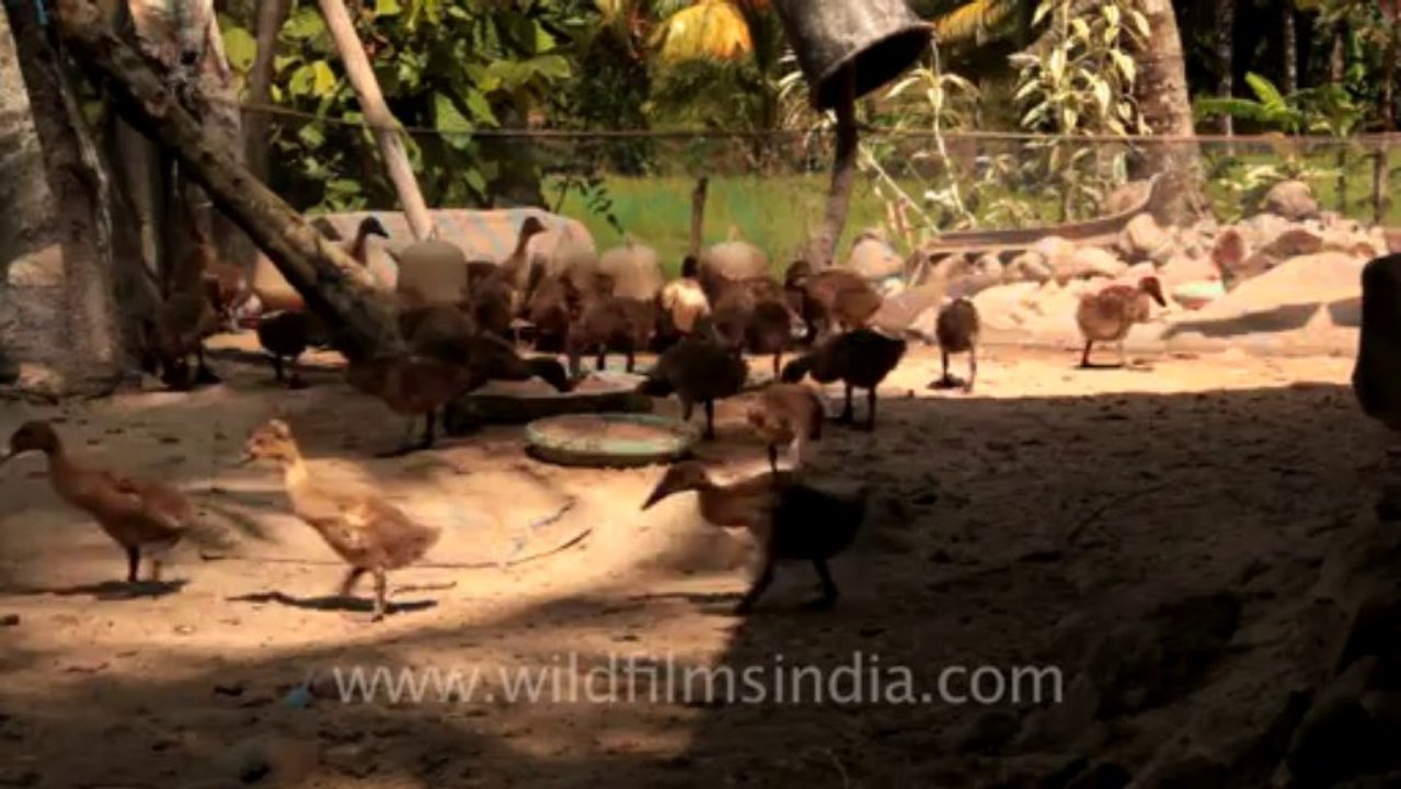 Indonesia-Sumatra-Animals in Captivity-1