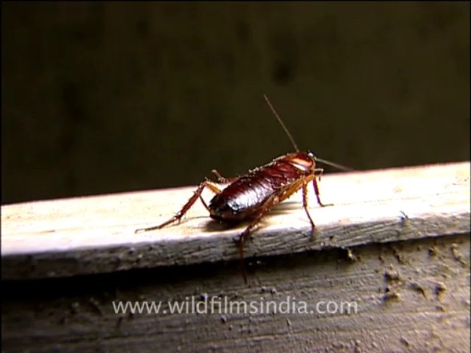 Insects-cockroaches-1