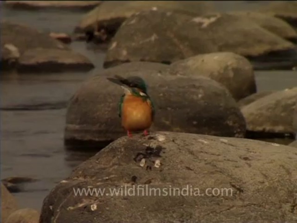 kingfisher-1