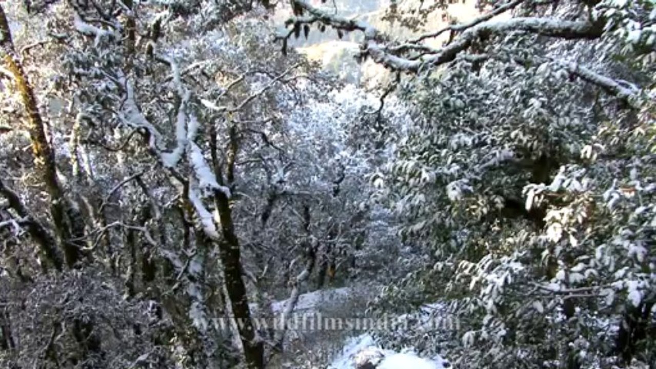 Landour TV tower