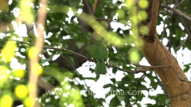 Large Green Barbet-delhi-1